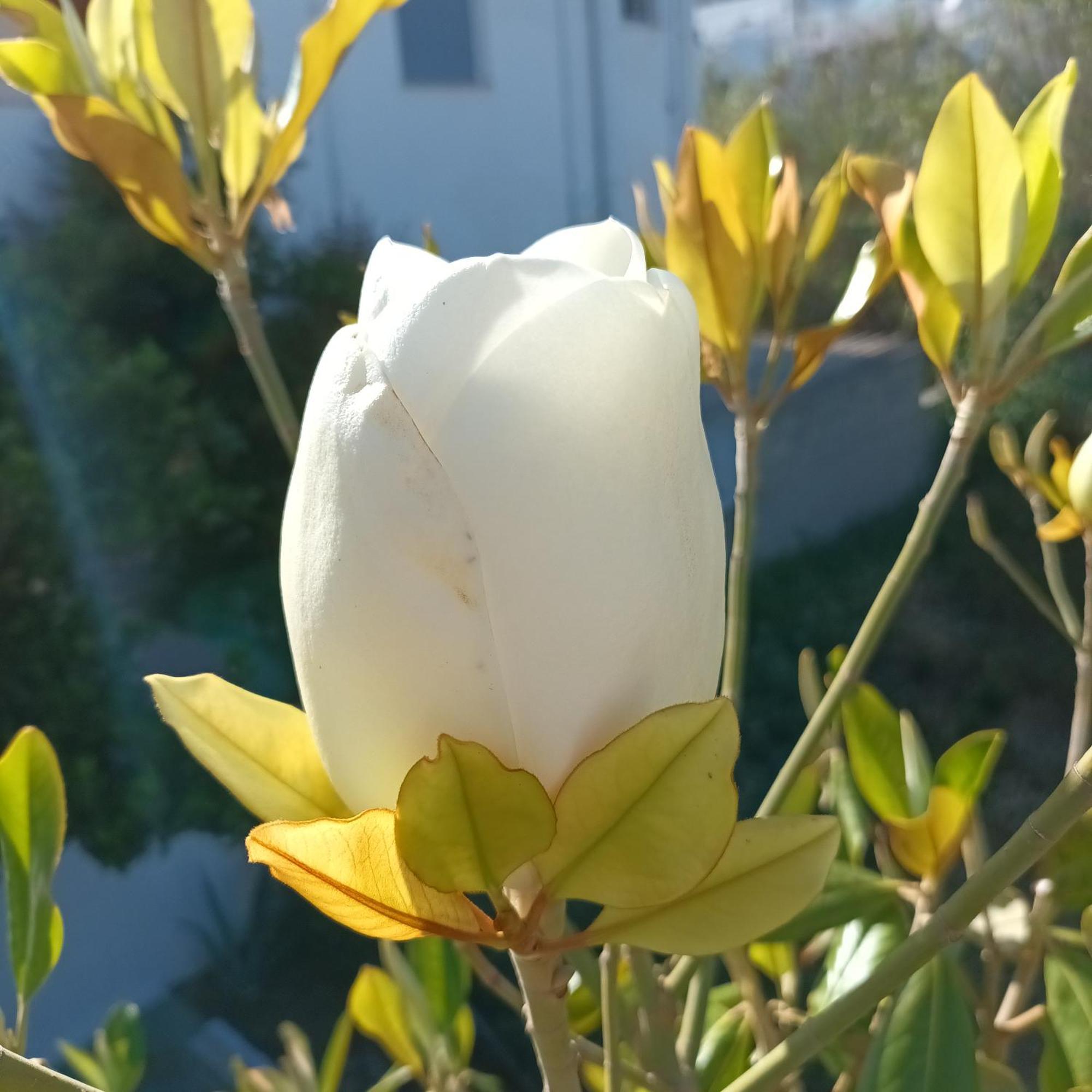 金尼昂Magnolia Senses公寓 客房 照片